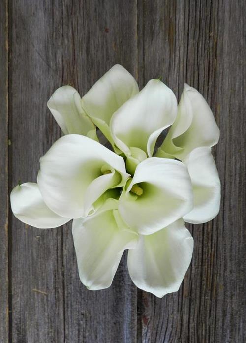 CRYSTAL WHITE   MINI CALLA